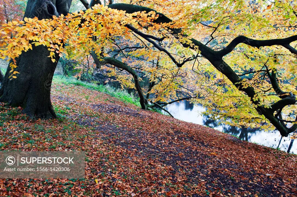 Autumn Trees by the River Nidd at Knaresborough North Yorkshire England.