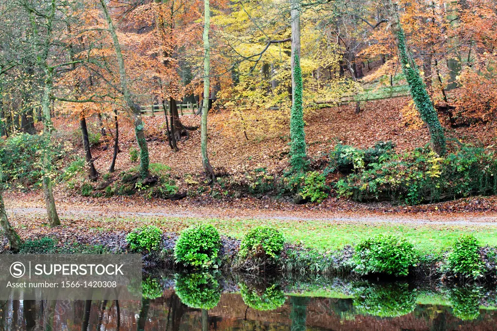 Beech Trees in Autumn on Long Walk at Mother Shiptons Knaresborough North Yorkshire England.