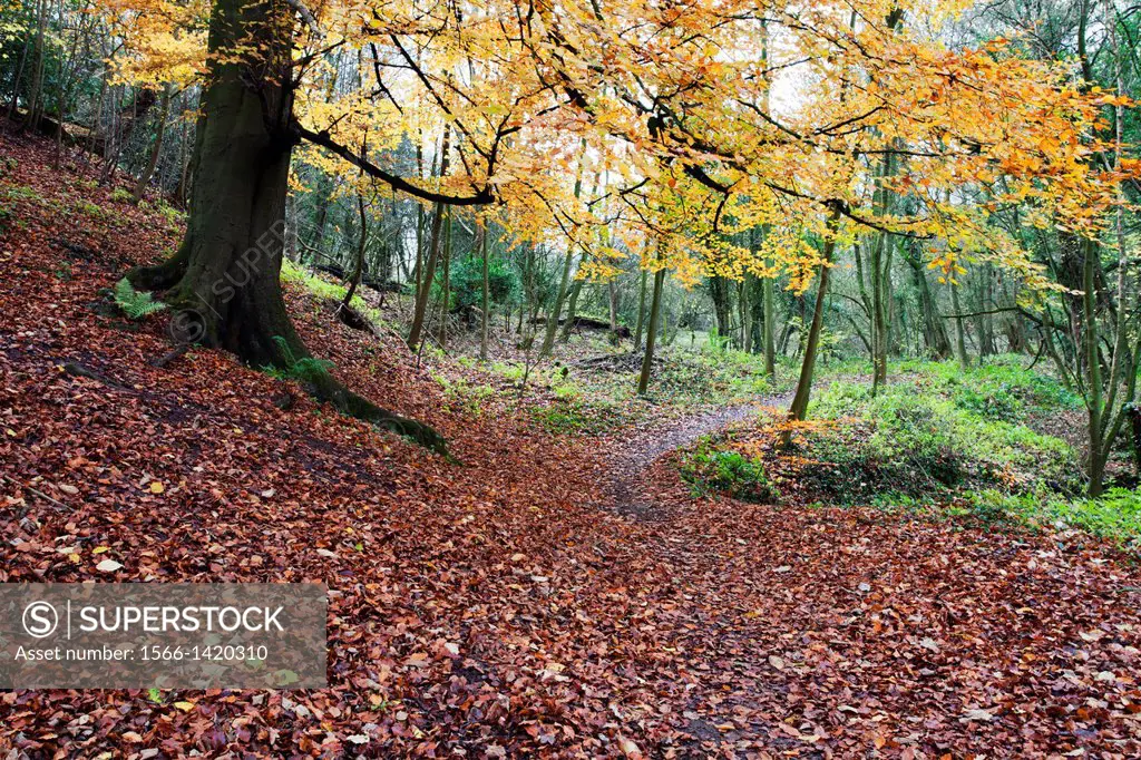 Autumn Woodland at Macintosh Park in Knaresborough North Yorkshire England.