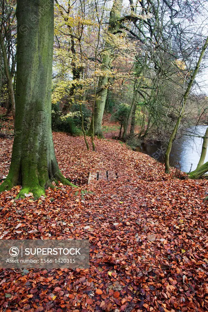 Path through Foolish Wood in Autumn Knaresborough North Yorkshire England.