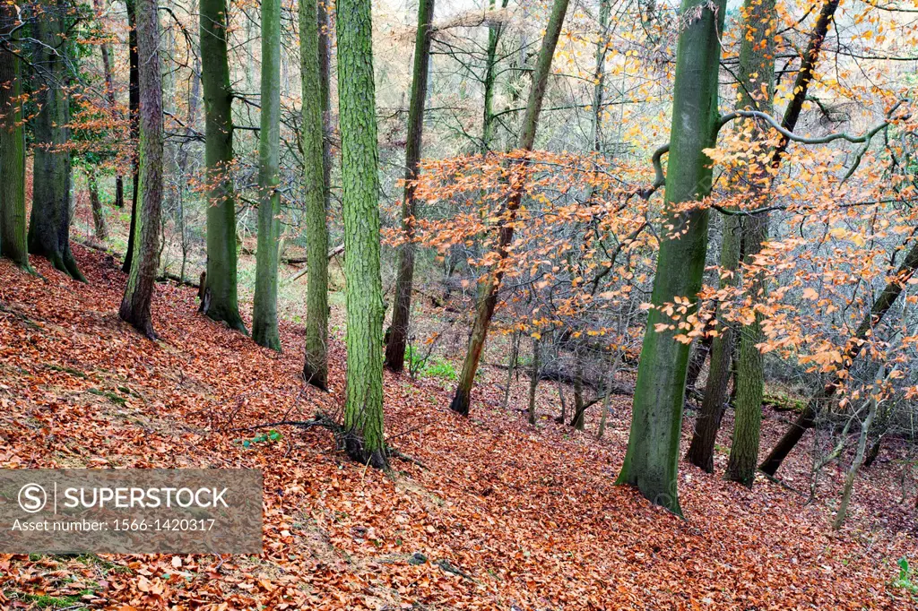 Woodland in Autumn near Knaresborough North Yorkshire England.