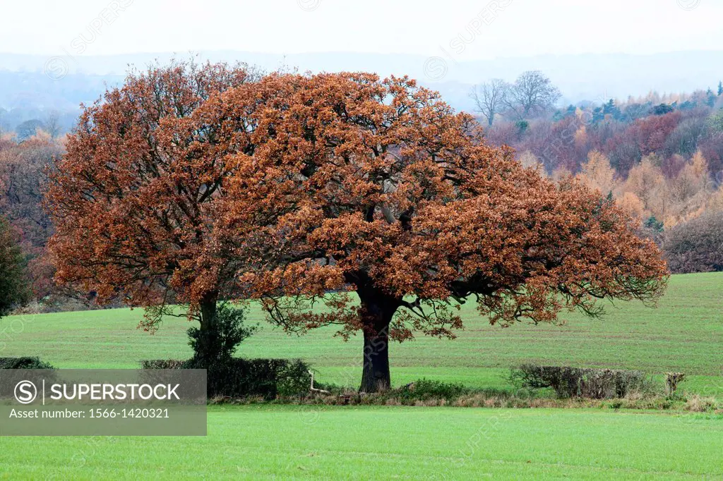 Autumn Trees in Fields near Bilton Harrogate North Yorkshire England.