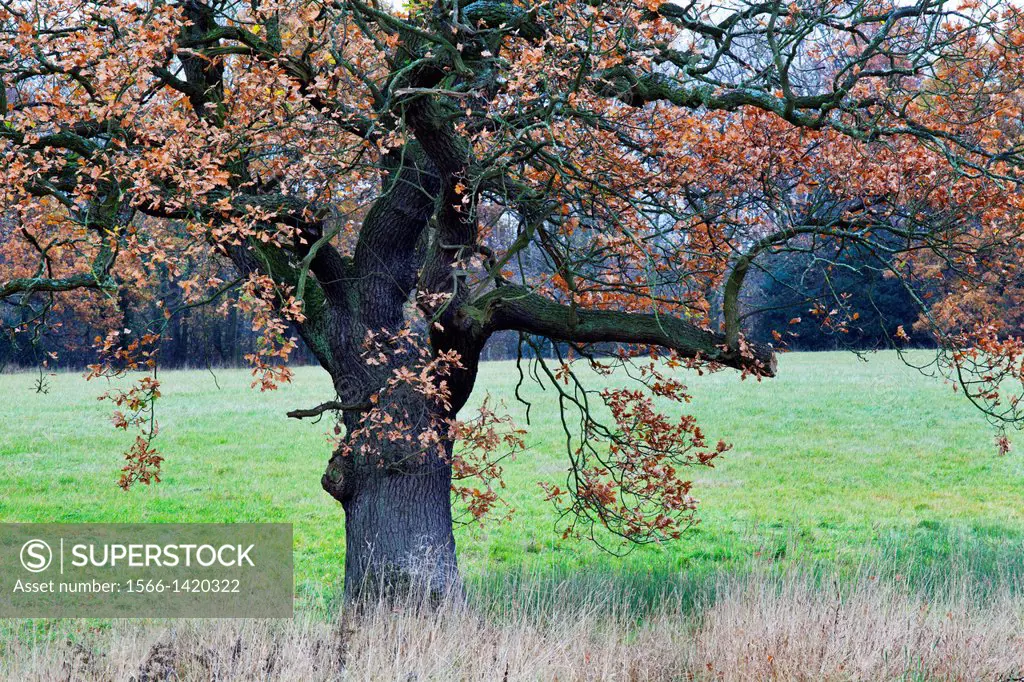 Oak Tree in a Field near Bilton Harrogate North Yorkshire England.