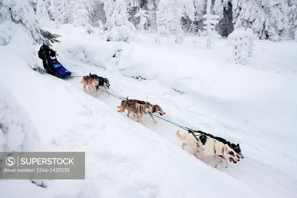 sledge dogging, Sedivacek´s long, Czech Republic.