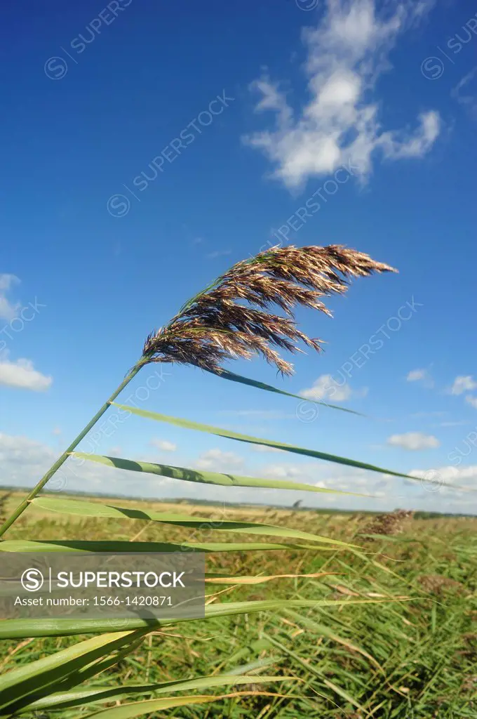 grass blowing in wind near Folkestone, Kent, England.