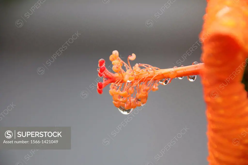 raindrops on wet hibiscus plant flower