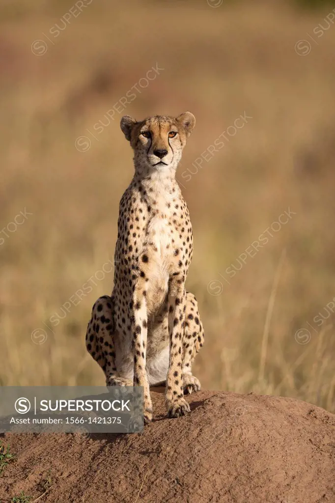 Cheetah (Acinonyx jubatus) sitting on termite mound, Masai Mara, Kenya.