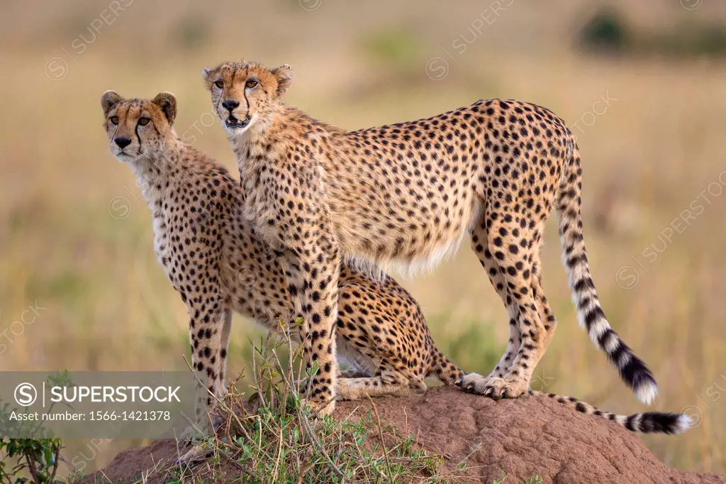 Cheetahs (Acinonyx jubatus) on termite mound, Masai Mara, Kenya.