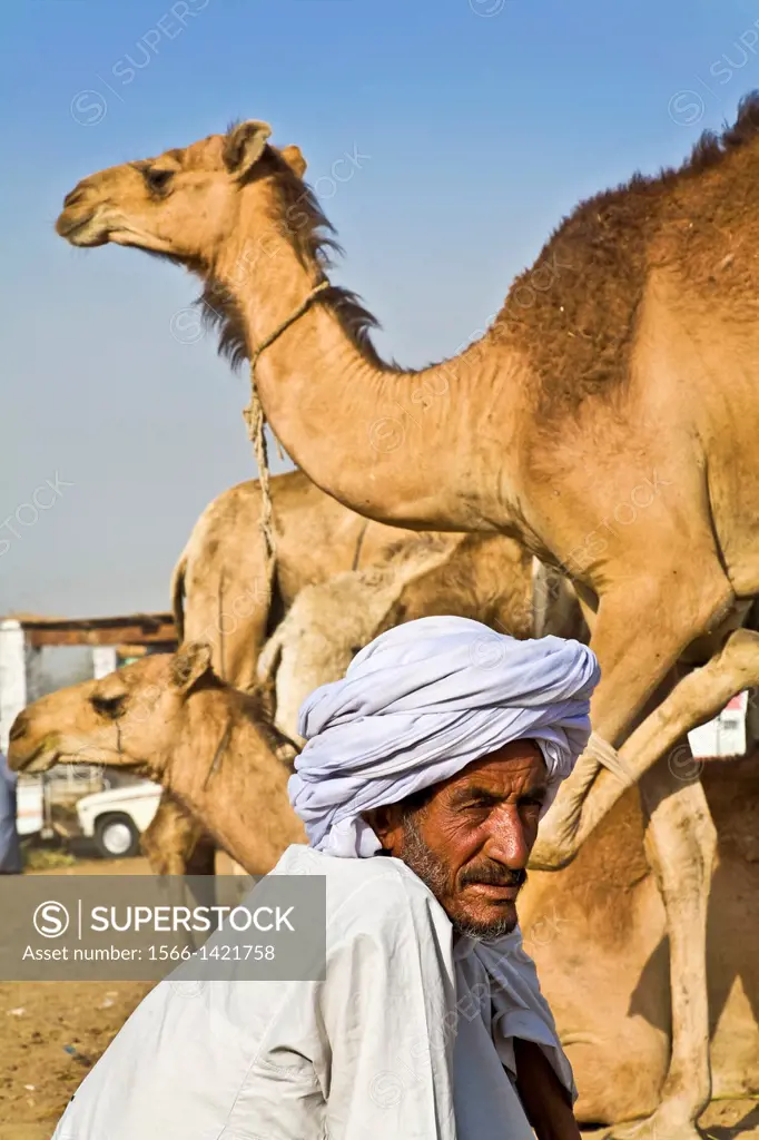 darow camels market. egypt.
