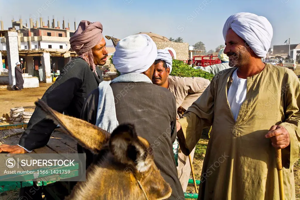 darow camels market. egypt.