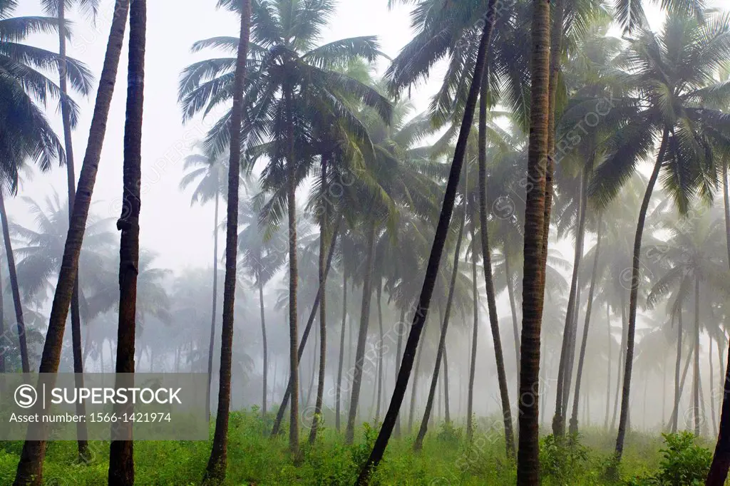 Coconut grove South Goa, India.
