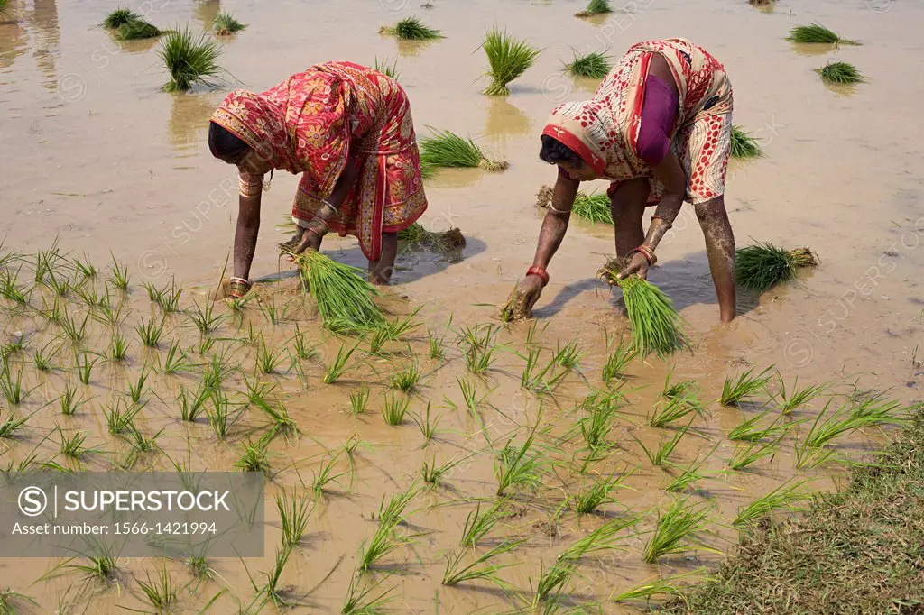 People working in paddy fields near pipilipuri, Odisha, India
