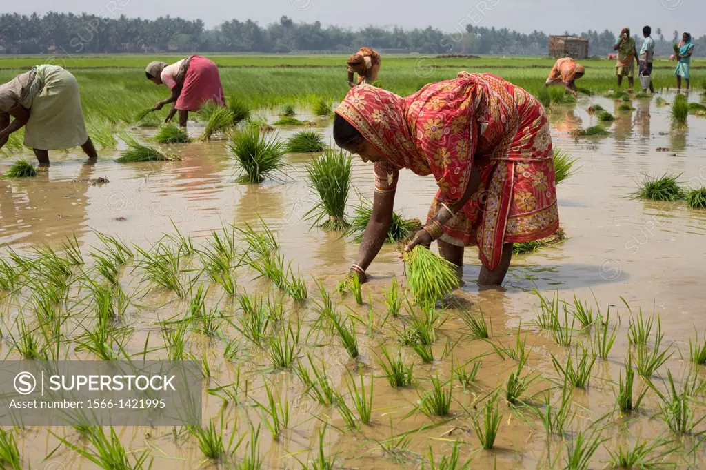 People working in paddy fields near pipilipuri, Odisha, India