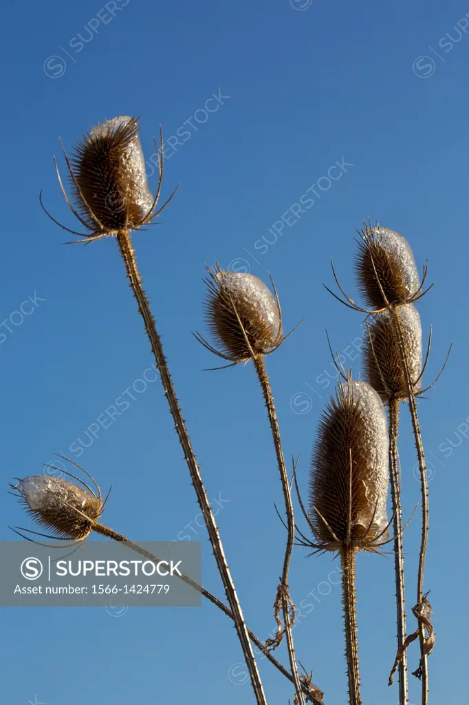 Shanksville, Pennsylvania - Teasel (Dipsacus), coated with ice after a winter storm.