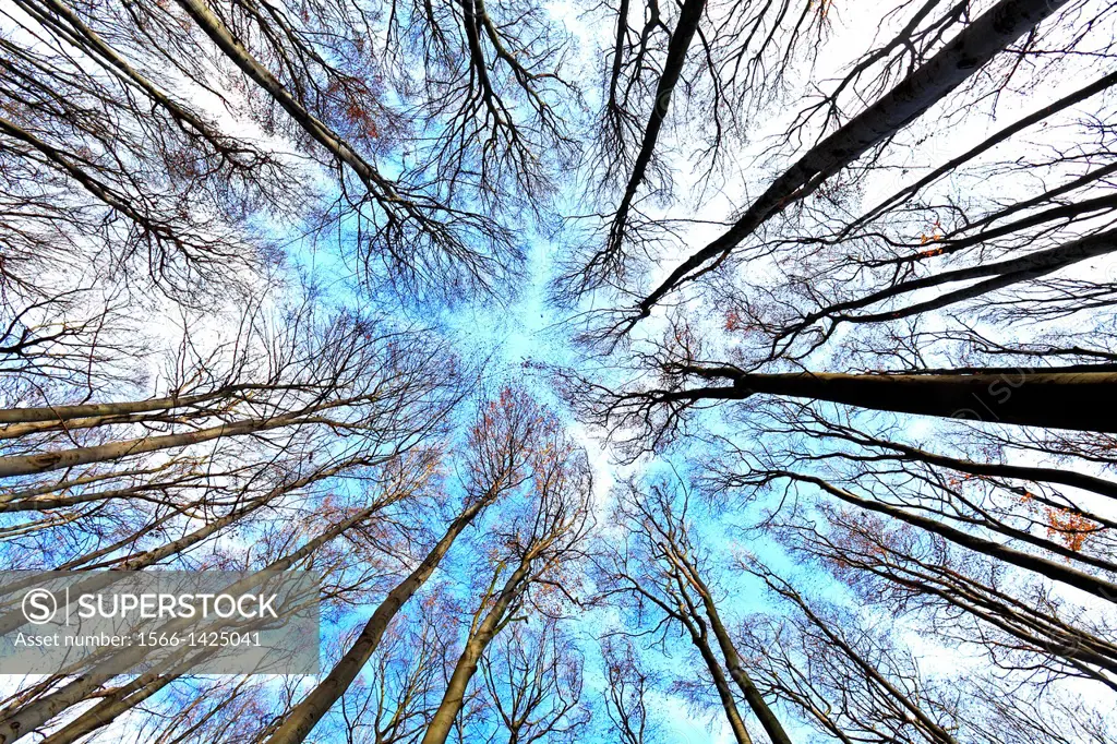 Treetops without foliage in the beech forest on the slopes of mountain Zaruby, Male Karpaty, Slovakia.