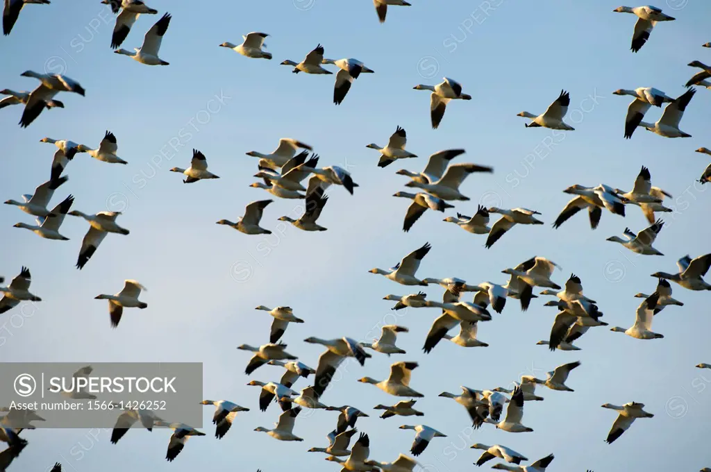 Snow Geese (Chen caerulescens) in flight in the Skagit Valley in Washington State, USA.