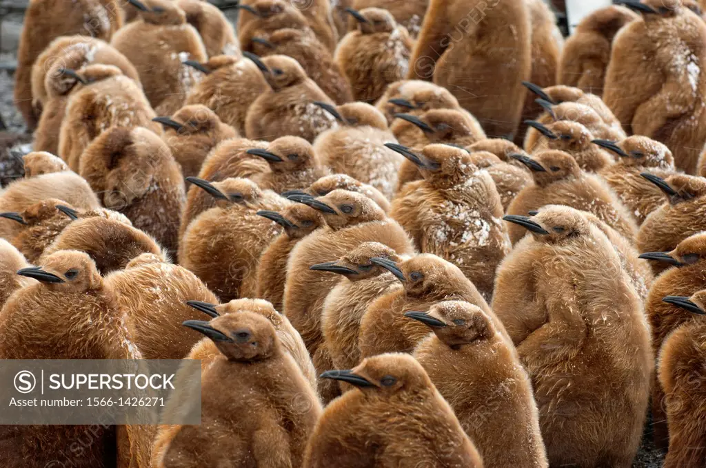 About 10 month old King penguin chicks (Aptenodytes patagonicus) are huddling together during stormy weather at Right Whale Bay, South Georgia Island,...
