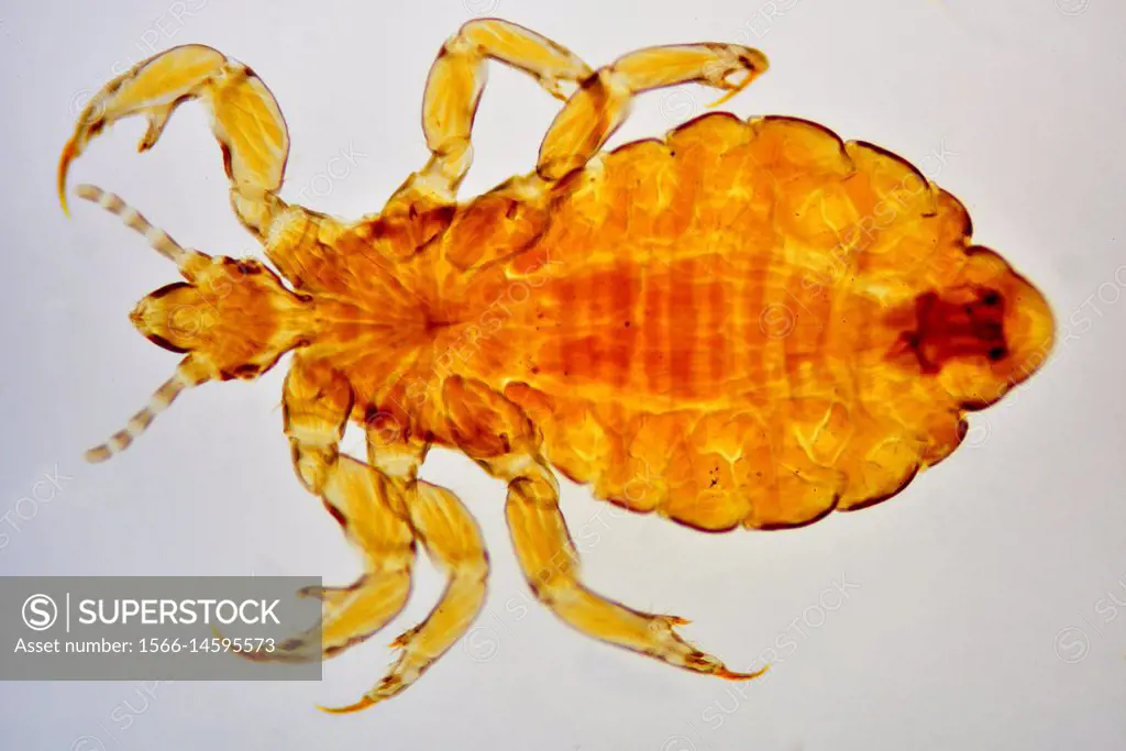 Head louse (Pediculus humanus capitis) complet specimen. Optical microscope X40.