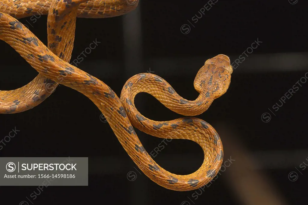 Beddome's cat snake, Boiga beddomei. Pune district, Maharashtra, India.