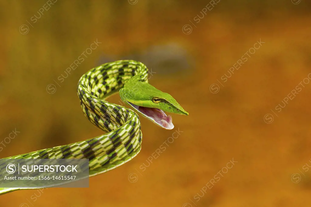 Green vine snake, Ahaetulla nasuta, Mild Venomous. Pondicherry, Tamil Nadu, India.