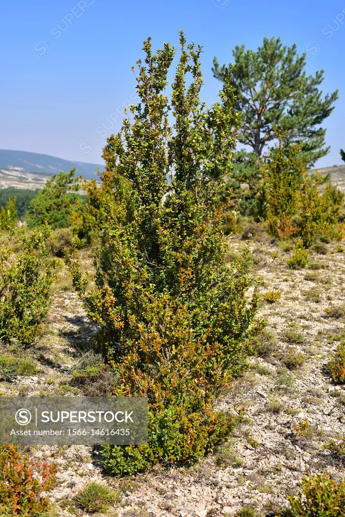 European box (Buxus sempervirens) is a shrub Buxaceae family. This photo was taken in Fortanete, Alto Maestrazgo, Teruel province, Aragon, Spain.