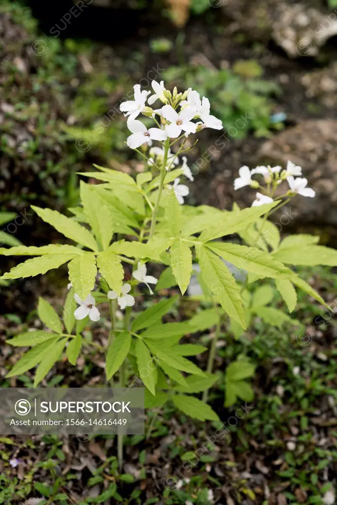 Pinnate coralroot (Cardamine heptaphylla) is a perennial plant that grows in the European beech forests.