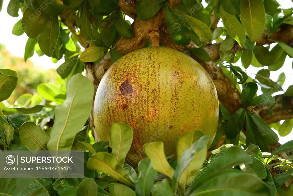 Calabash tree or cuite (Crescentia cujete) is a tree that produce very big fruits calleds bule, guaje, jicara or tecomate. This photo was taken in Man...