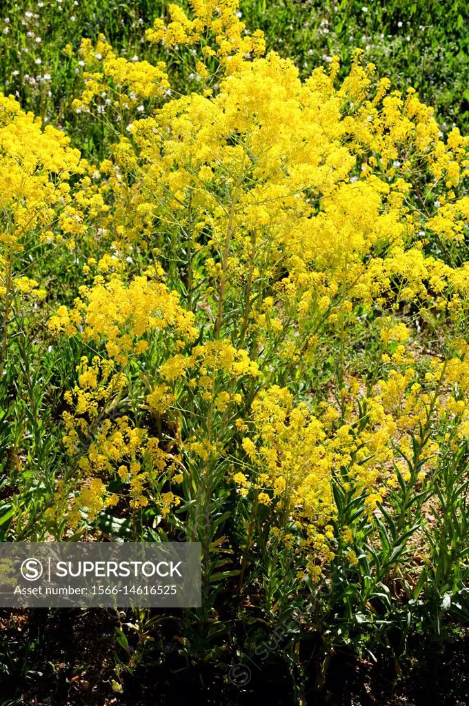 Woad (Isatis tinctoria) is an herb native to Asia but naturalized in Europe and North America; its leaves produced a blue dye.