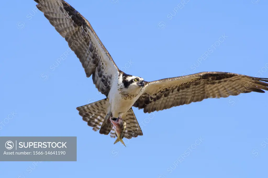 Osprey, Haliaetus pandion, also known as a sea hawk, fish eagle, sea hawk,  river hawk, and fish hawk . ” is a diurnal, fish-eating bird of prey. This   - SuperStock