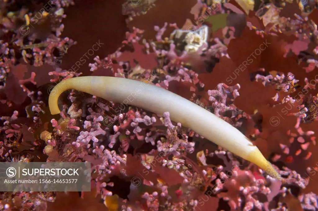 Marine worm. Peanut worm. Sipuncula (Golfingia vulgaris). Eastern Atlantic. Galicia. Spain. Europe.