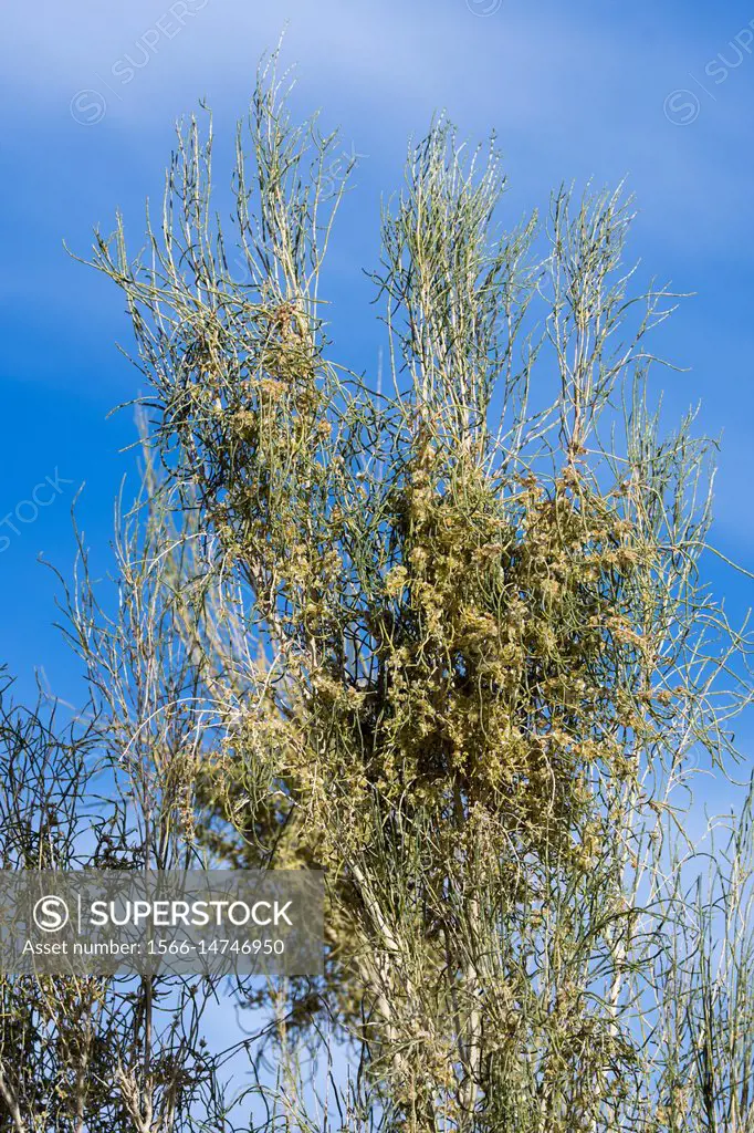 Close-up of a flowering Saxaul tree (Haloxylon ammodendron) (sometimes called sacsaoul or saksaul) at the Hongoryn Els sand dunes in the Gobi Desert i...