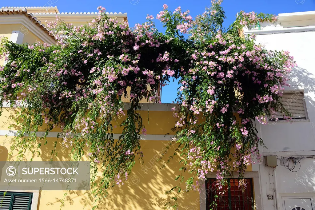 Podranea, Pink Trumpet Vine, Pink trumprtflower, Bignone Rose (Podranea ricasoliana), blooming, Lagos, Algarve, Portugal, Europe