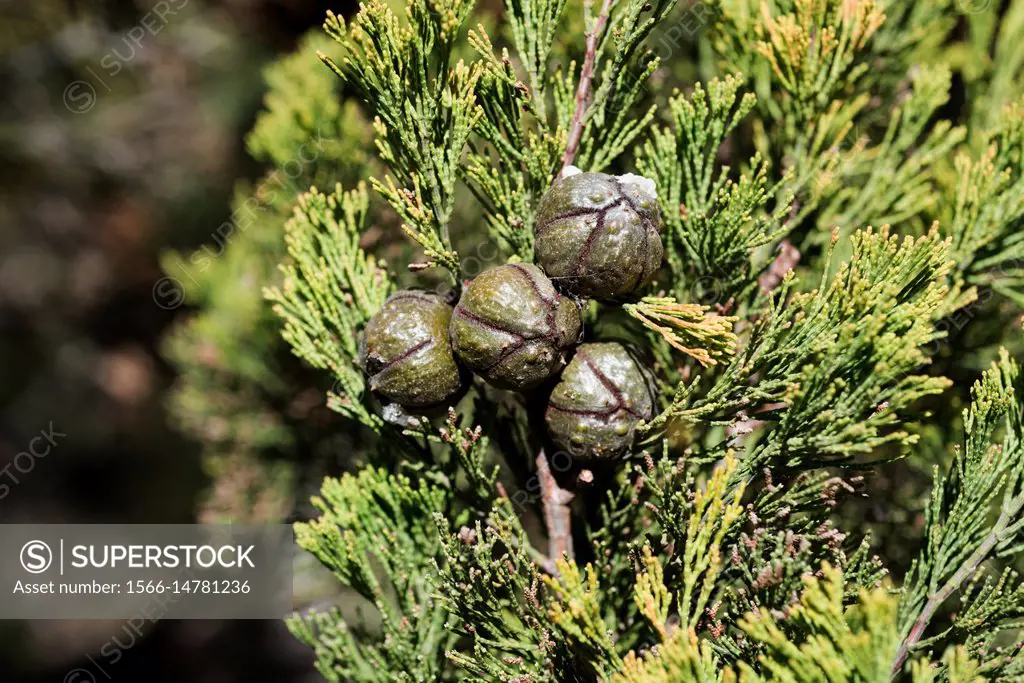 Rottnest Island pine or southern cypress pine (Callitris preissii) is cypress endemic to Australia. Cones and needle-like leaves detail.
