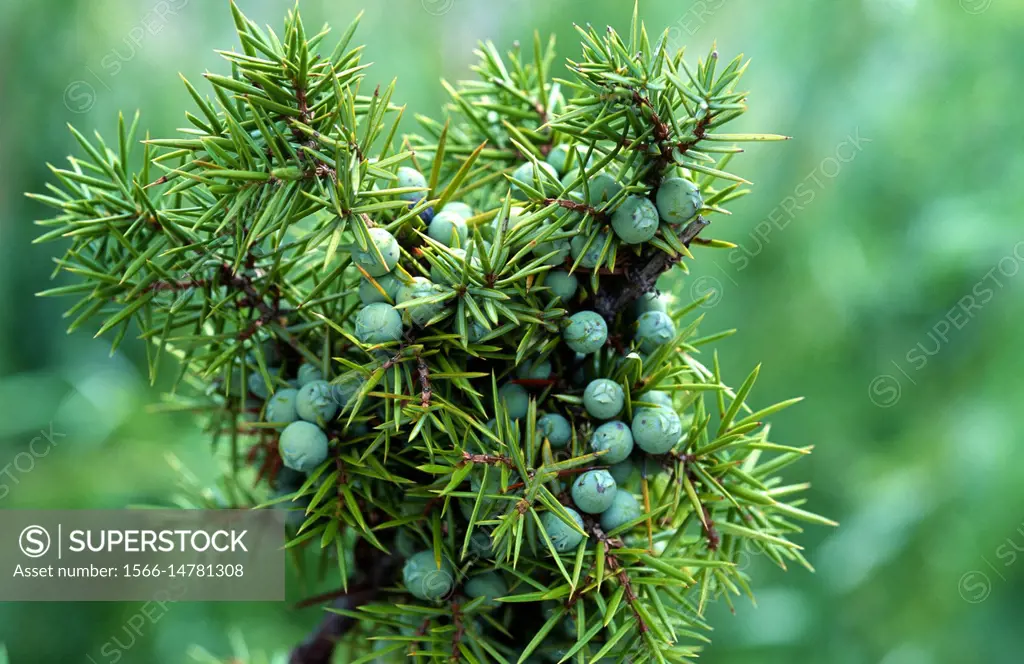 Common juniper (Juniperus communis communis) evergreen shrub native to Eurasia and North America. Cones and aciculate leaves detail.