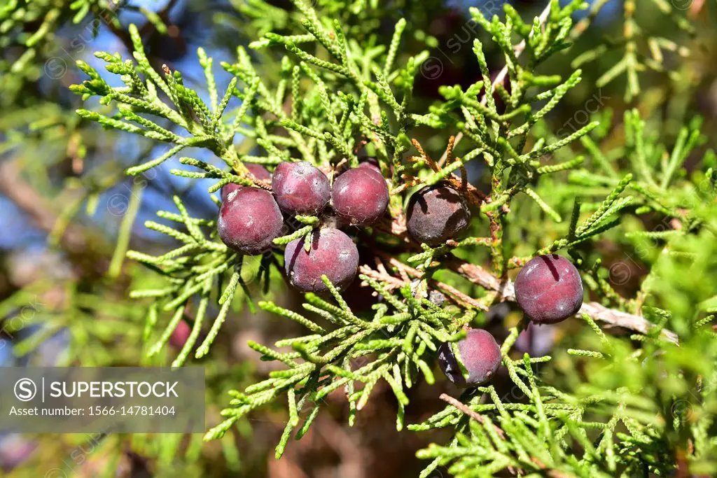 Phoenicean juniper or arar (Juniperus phoenicea) is a shrub native to Mediterranean Basin, Canary Islands and Saudi Arabia Red Sea coast. Cones and sc...