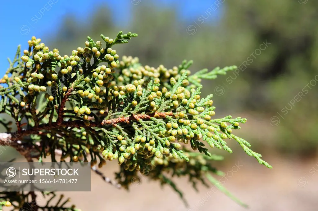 Spanish juniper (Juniperus thurifera) is a small tree native to western Mediterranean mountains. Male flowers and scale-leaves detail. This photo was ...