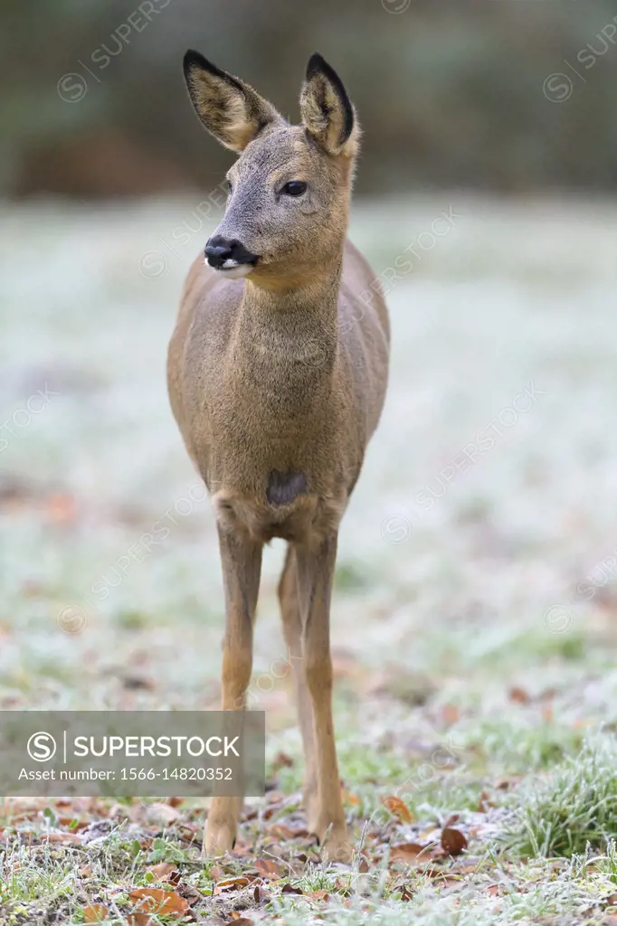 Roe Deer, Capreolus capreolus, Winter, Germany, Europe.