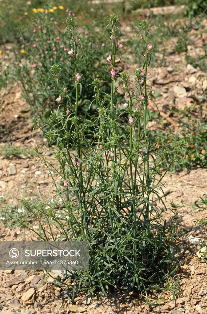Lesser snapdragon (Antirrhinum orontium or Misopates orontium) is an annual herb native to Europe. This photo was taken in Cap de Creus Natural Park, ...