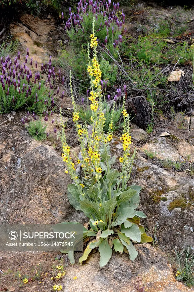 Common mullein (Verbascum thapsus) is a biennial plant native to Europe, north Africa and Asia. This photo was taken in Sierra de Gredos, Avila provin...