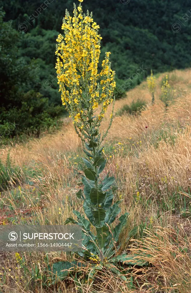 White mullein (Verbascum lychnitis) is a biennial plant native to central and south Europe and Asia. This photo was taken in Valle de Aran, Lleida Pyr...
