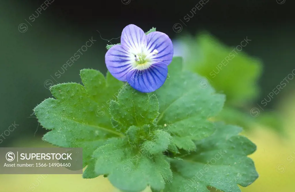 Persian speedwell (Veronica persica) is an annual plnat native to Europe ans Asia.