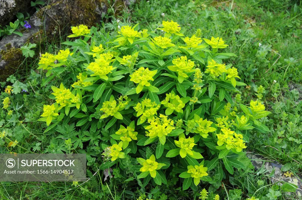 Irish spurge or not so Irish spurge (Euphorbia hyberna) is a perennial herb native to westhern Europa atlantic forests. This photo was taken in Valle ...
