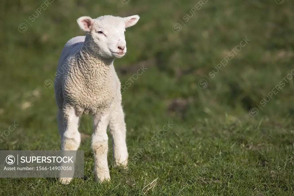 Domestic Sheep; Ovis aries; Schleswig-Holstein; Germany.