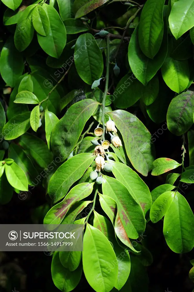 Bolwarra, copper laurel or native guava (Eupomatia laurina) is a shrub or small tree native to Australia and New Guinea. Its fruits are edible.