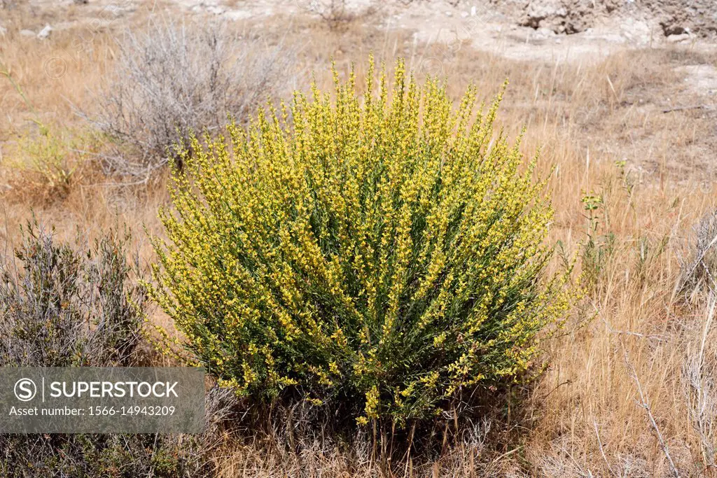 Albaida (Anthyllis cytisoides) is a shrub native to Mediterranean coast of Iberian Peninsula, Balearic Islands and northAfrica. This photo was taken i...