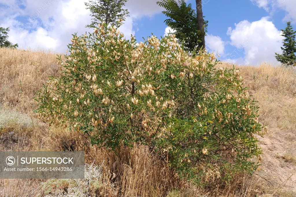 Bladder senna (Colutea arborescens or Colutea melanocalyx) is a shrub native to Mediterranean Basin. This photo was taken in Cappadocia, Turkey.