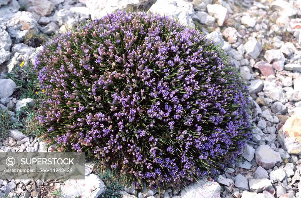 Blue broom (Erinacea anthyllis) is a spiny cushion-like shrub native to mountains of western and southern Spain and north Africa. This photo was taken...