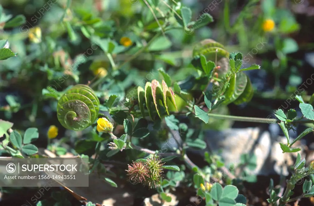 Blackdisk medick or button medick (Medicago orbicularis) is an annual plant native to Mediterranean Basin, Canary Islands, Black Sea and Asia. Fruits ...