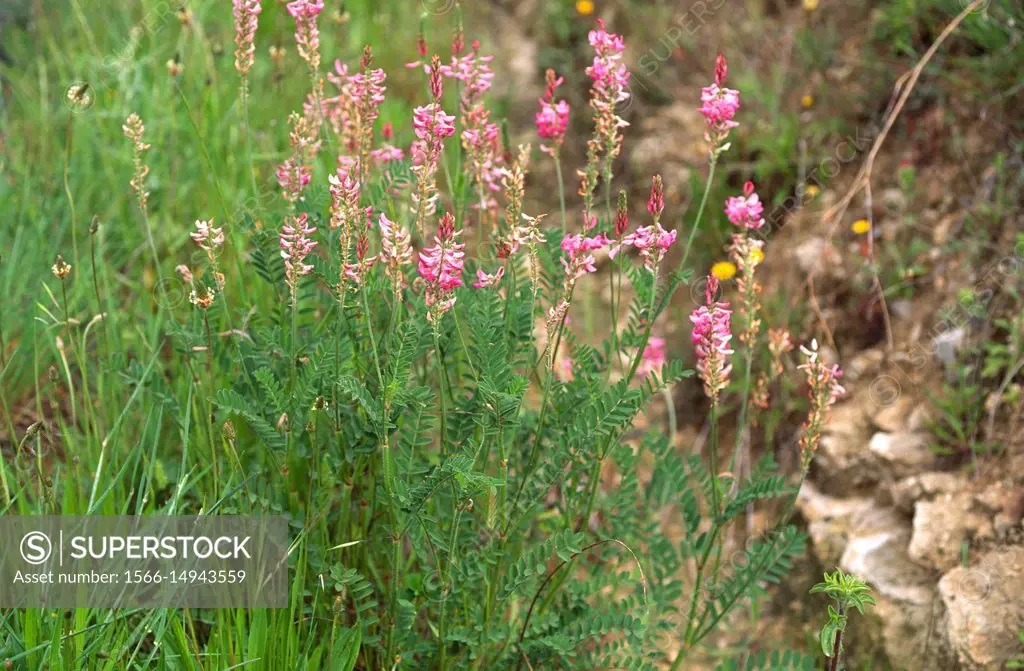 Common sainfoin (Onobrychis viciifolia or Onobrychis sativa) is a perennial herb native to southeastern Europe and western Asia.
