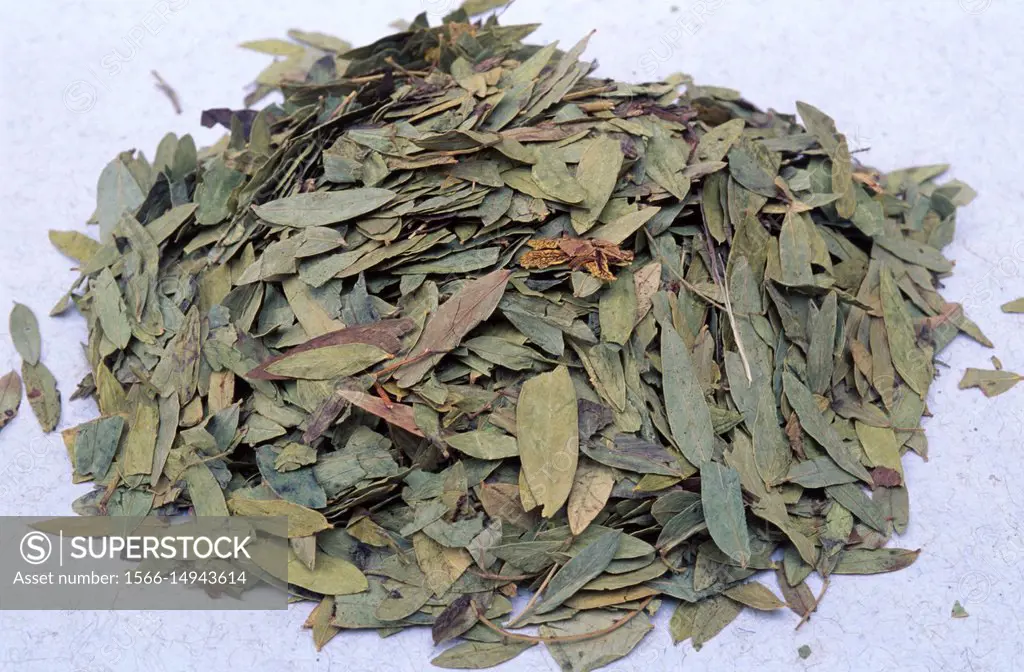 Dry leaves of Alexandrian senna or Egyptian senna (Senna alexandrina or Cassia angustifolia).